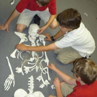 skeleton-anatomy