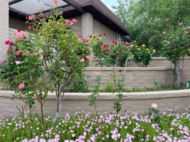 montessori-roses